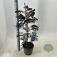 Albizia julibr. 'Summer Chocolate' 70-80 cm 3,0L met stok