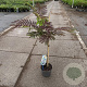 Albizia julibr. 'Summer Chocolate' 70-80 cm 3,0L met stok