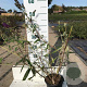 Buddleja d. 'Black Knight' 40-60 cm 2,0L