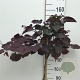 Cercis can. 'Ruby Falls' 120 cm stam 10L