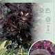 Cotinus cog. 'Royal Purple' 80 cm stam 7,5L