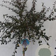 Cotoneaster suec. 'Coral Beauty' 120 cm stam 7,5L
