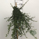 Cotoneaster suec. 'Coral Beauty' 120 cm stam 7,5L