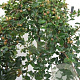 Cotoneaster suec. 'Coral Beauty' 120 cm stam 7,5L