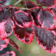 Fagus syl. 'Purpurea Tricolor' 80-100 cm met kluit