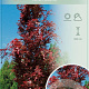 Fagus syl. 'Rohan Obelisk' 125-150 cm 10L