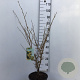 Hamamelis int. 'Arnold Promise' 80-100 cm 12L