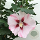 Hibiscus syr. 'Hamabo' 50-60 cm 7,5L
