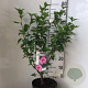 Hibiscus syr. Pink Giant 50-60 cm 7,5L