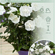 Hibiscus syr. White Chiffon 50-60 cm 7,5L
