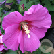 Hibiscus syr. 'Woodbridge' 50-60 cm 7,5L