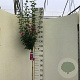 Hibiscus syr. 'Woodbridge' 120 cm stam 10L