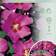 Hibiscus syr. 'Woodbridge' 120 cm stam 10L