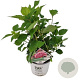 Hydrangea a. Pink Annabelle 40-50 cm 3,0L