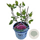 Hydrangea a. Pink Annabelle 40-50 cm 3,0L