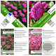 Hydrangea a. Pink Annabelle 40-50 cm 3,0L