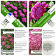 Hydrangea a. Pink Annabelle 40-50 cm 3,0L