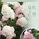 Hydrangea pan. Sundae Fraise 90 cm stam 7,5L