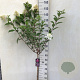 Hydrangea pan. Vanille-Fraise 70 cm stam 7,5L
