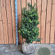 Ilex crenata Dark Green 80-100 cm met kluit struik