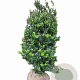 Ilex crenata Dark Green 80-100 cm met kluit struik