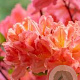 Rhododendron (AK) 'Berryrose' 40-60 cm 10L