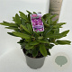 Rhododendron (Y) 'Bohlken's L.berg' 30-40 cm 5,0L