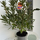 Rhododendron (AM) 'H.H. Witte' 40-50 cm 5,0L