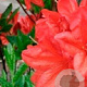 Rhododendron (AM) 'Mrs P. Koster' 20-30 cm 2,0L