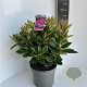 Rhododendron 'Rocket' 40-50 cm 5,0L