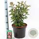 Viburnum bodn. 'Dawn' 40-50 cm 5,0L