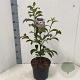Viburnum bodn. 'Dawn' 40-50 cm 5,0L
