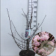 Viburnum bodn. 'Dawn' 60-80 cm 10L