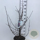 Viburnum bodn. 'Dawn' 60-80 cm 10L
