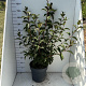 Viburnum bodn. 'Dawn' 80-100 cm 12L