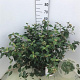 Viburnum 'Eskimo' 50-60 cm 10L
