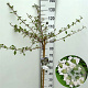 Viburnum plic. Kilimandjaro 90 cm stam 7,5L