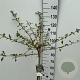 Viburnum plic. Kilimandjaro 90 cm stam 7,5L