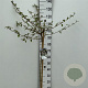 Viburnum plic. Kilimandjaro 90 cm stam 7,5L