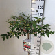Viburnum plic. Kilimandjaro Sunrise 90 cm stam 7,5L