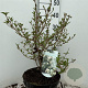 Viburnum plic. 'Newport' 40-50 cm 7,5L