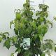 Cornus kousa chinensis 60-80 cm 7,5L