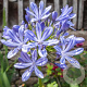 Agapanthus 'Suzan' GM C5