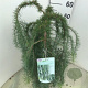 Larix kaempf. 'Stiff Weeper' 60 cm stam 5,0L