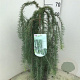 Larix kaempf. 'Stiff Weeper' 60 cm stam 5,0L