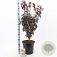 Prunus cer. Crimson Pointe 100-120 cm 10L