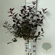 Prunus cistena 90 cm stam 7,5L