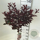 Prunus cistena 90 cm stam 7,5L