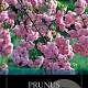 Prunus 'Kiku-shidare-zakura' 150 cm stam 10L