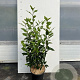 Prunus l. 'Angustifolia' 30-40 cm 3,0L